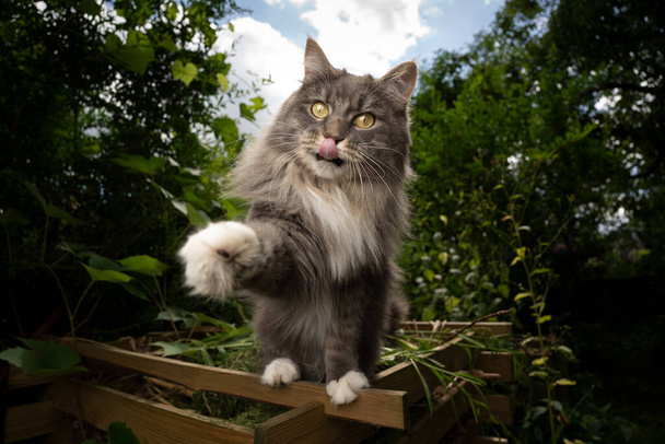 nälkäinen kissa ulkona puutarhassa nostamalla tassu nuolee huulet - Valokuva, kuva