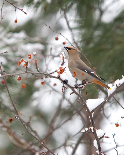 een cedar Pestvogels zat in een besneeuwde boom. - Foto, afbeelding