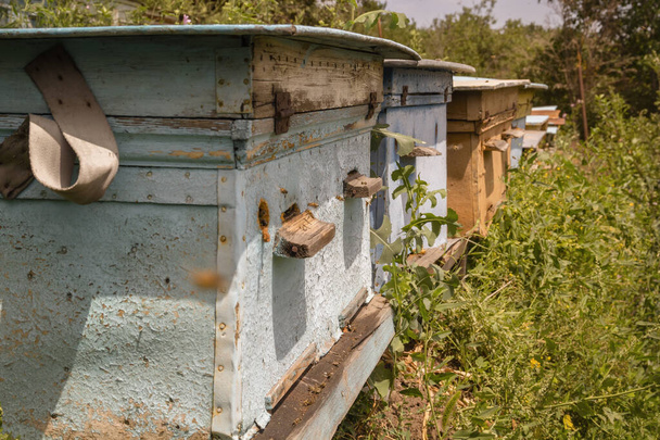пчелиный улей с летающими пчелами на пасеке в саду. макро - Фото, изображение