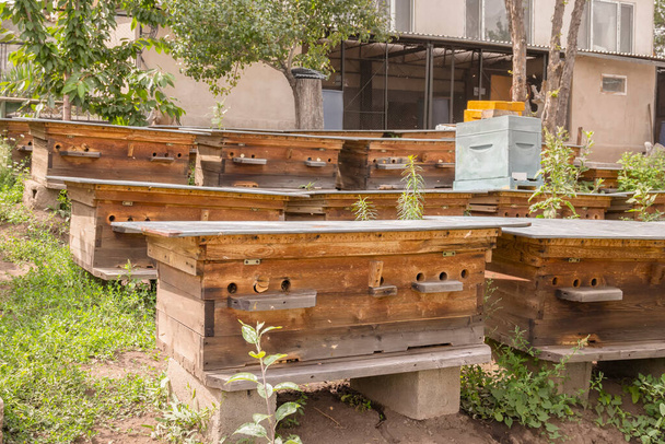 Bahçedeki arı kovanında uçan arılar vardı. Yakın plan. - Fotoğraf, Görsel