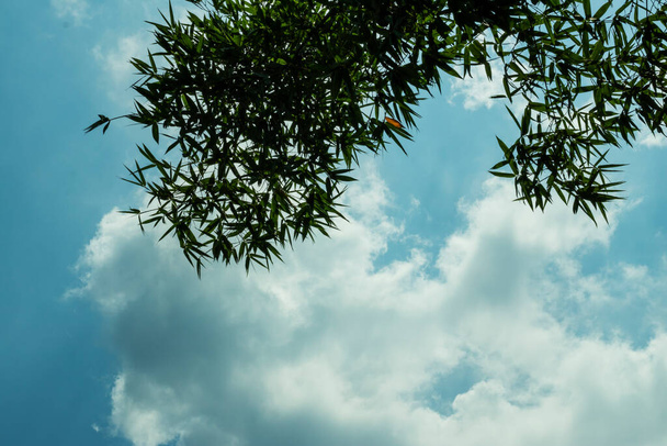 Zelené bambusové listy nad bílými mraky na světle a tmavě modré obloze - Fotografie, Obrázek