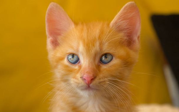 ПОРТРАЙТ: Очаровательный рыжий котенок смотрит в камеру голубыми глазами. - Фото, изображение