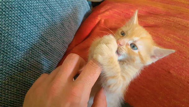 CERRAR ARRIBA Adorable naranja tabby gato mordisquitos en las niñas dedos mientras está acostado en el sofá - Foto, imagen