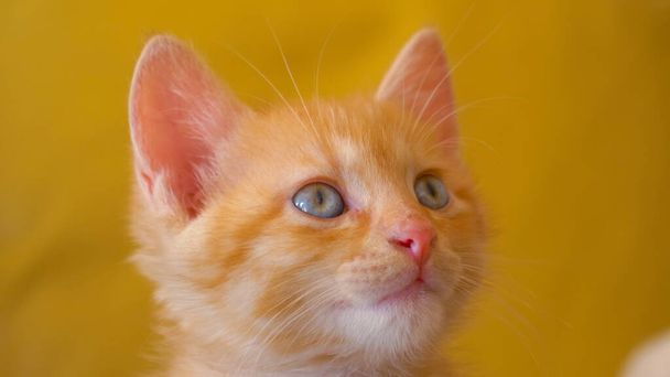 ZAMKNIJ SIĘ: rudy kotek rozgląda się po mieszkaniu po przebudzeniu z drzemki. - Zdjęcie, obraz