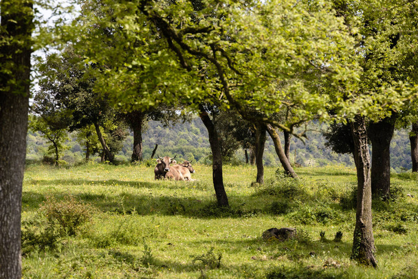スペインの晴れた日にリラックスして、木の草の上に横たわっている1頭の茶色の牛 - 写真・画像