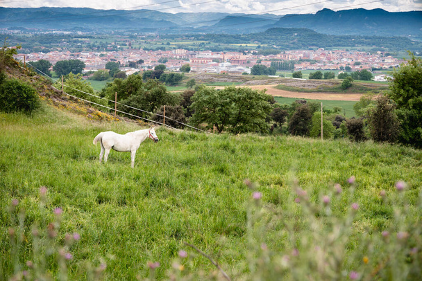 Caballo blanco pastando en un campo verde, Cataluña, España - Foto, imagen