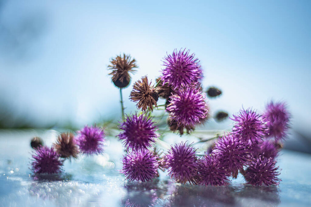 milk thistle (Silybum marianum) on a glass wet surface, dry medicinal herb thistle, herbal homeopathy, dry herbs in beautiful bokeh light effects, selective focus - Photo, Image