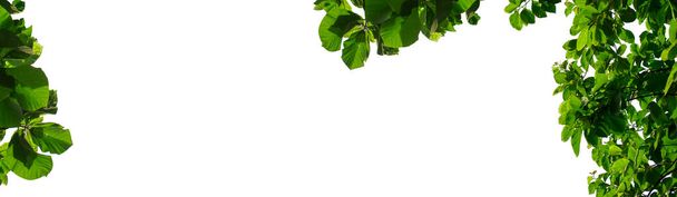 Hojas verdes y ramas aisladas sobre un fondo blanco. Plantillas naturales en primavera para impresión o diseño gráfico. - Foto, Imagen