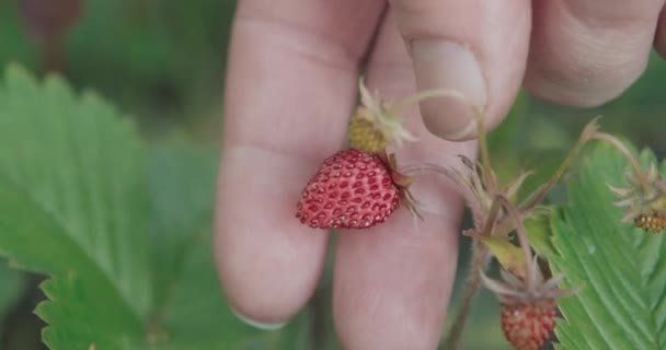 Frau pflückt rote Erdbeeren vom Strauch. Lateinischer internationaler Name Fragaria - Filmmaterial, Video