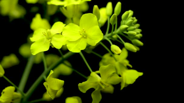 Brassica napus, Canola bloem geïsoleerd. Gele koolbloemen voor gezonde voedingsolie, koolzaadplant op zwarte achtergrond - Video