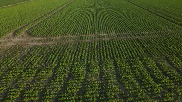 作物畑の空中ドローンからの眺めは日没時に農業の上を飛ぶ。. - 映像、動画