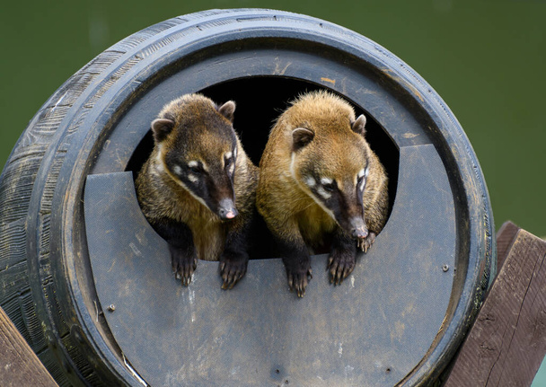 Un par de Brown Nosed Coatis saliendo de un barril usado como guarida - Foto, Imagen