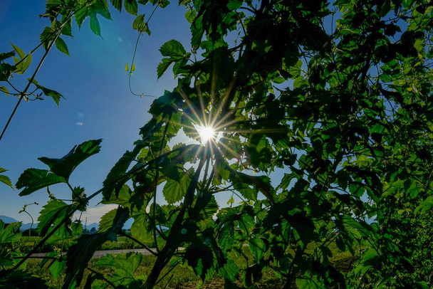 CLOSE UP, LENS: Яркие летние самы сияют сквозь густые листья хмеля. - Фото, изображение