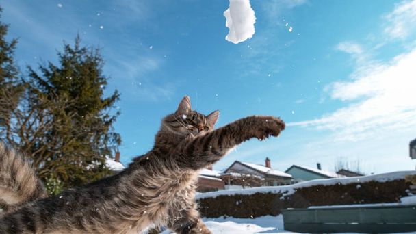 Nízký úhel: roztomilý tabby kočka švihá tlapkou na sněhovou kouli letící vzduchem. - Fotografie, Obrázek