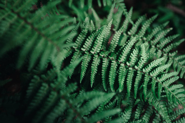 Κοντινό πλάνο του πράσινου φύλλου φτέρης - Φωτογραφία, εικόνα