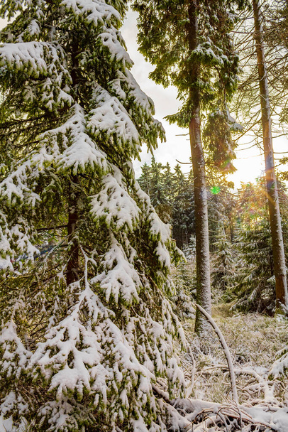 Auringonpaiste jäisissä kuusissa satavan lumen ja Harzin Brocken-vuoren maiseman välissä Wernigerode Sachsen-Anhalt Saksa - Valokuva, kuva