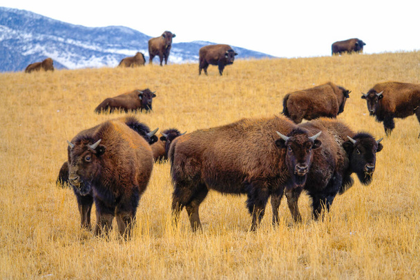 Un branco di bisonti addomesticati è sparso nella pittoresca prateria del Montana. - Foto, immagini