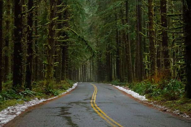 AERIAL: Cool shot of an empty wet asphalt road running through a scary forest. - 写真・画像