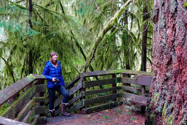CLOSE UP: Photographer looks up at the massive spruce deep in Hoh Rainforest. - 写真・画像