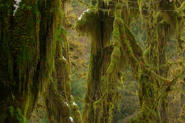 Sluiten: Mossige bomen bloeien na een lange winter in het noordwesten van de Stille Oceaan. - Foto, afbeelding