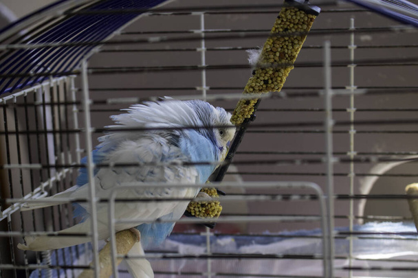 fehér és kék papagáj ketrecben - Fotó, kép