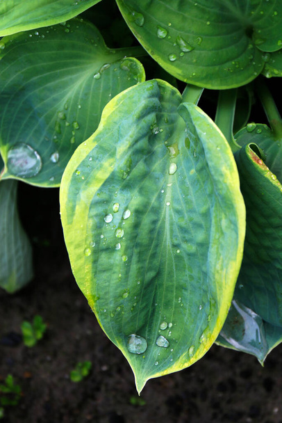 Hosta hojas con gotas de lluvia, planta hosta de cerca - ver - Foto, Imagen