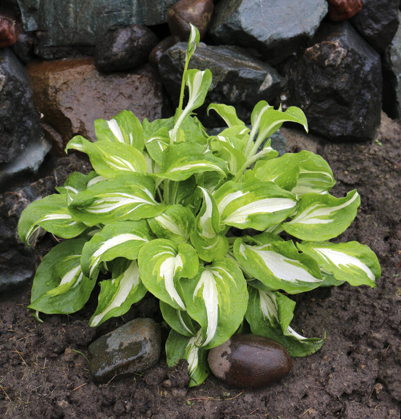 Feuilles d'hosta avec gouttes de pluie, plante d'hosta vue rapprochée - Photo, image