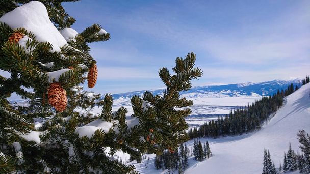 FERMER : Vue détaillée des branches enneigées pleines de cônes de pin près d'une station de ski. - Photo, image