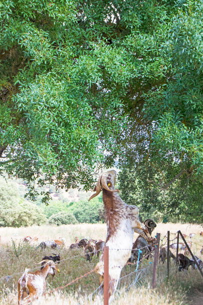 Cabra con patas delanteras levantadas para comer del árbol - Foto, Imagen