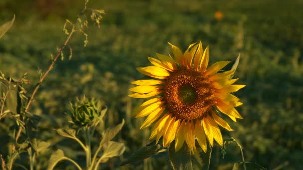eine Biene sammelt Nektar auf einer Sonnenblume - Filmmaterial, Video