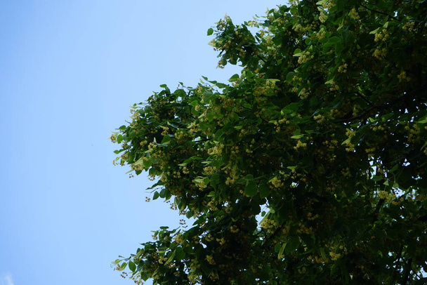 Το Prunus ilicifolia, Holly-Leafed Cherry, αειθαλές κεράσι, είναι ένα είδος του γένους Prunus της οικογένειας των τριαντάφυλλων, Rosaceae. Βερολίνο, Γερμανία - Φωτογραφία, εικόνα