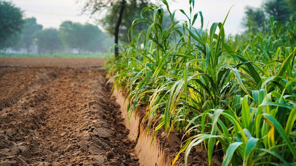 インドの農村部のショットは、バジャラ作物は現在成長段階にあります。それは飼料のために播種される。インドの農地で育つパール・ミレー。農業の概念 - 写真・画像