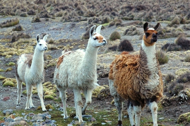 Llamas sudamericanas
  - Foto, imagen