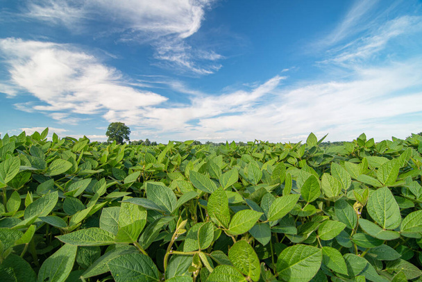 Gros plan des plants de soja poussant dans un champ de soja pendant une journée ensoleillée - Photo, image