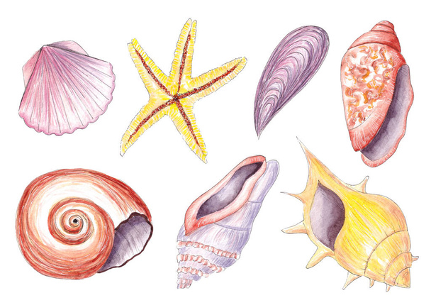 Hand drawn watercolor set with exotic sea shell. Ocean wildlife - Foto, Imagem