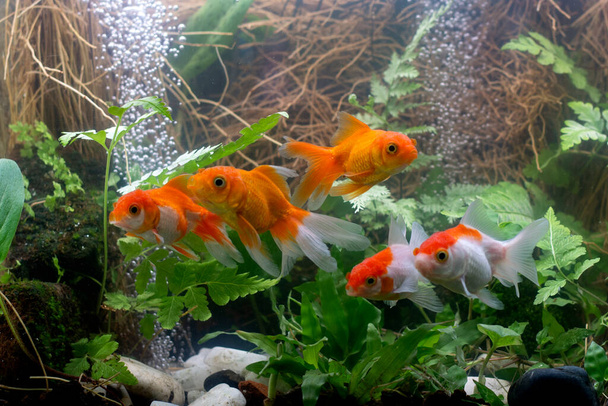 Goldfish in aquarium with green plants - Photo, Image