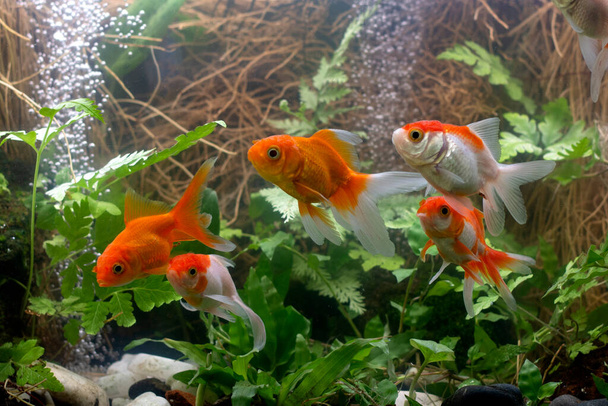Золотые рыбки в аквариуме с зелеными растениями
 - Фото, изображение