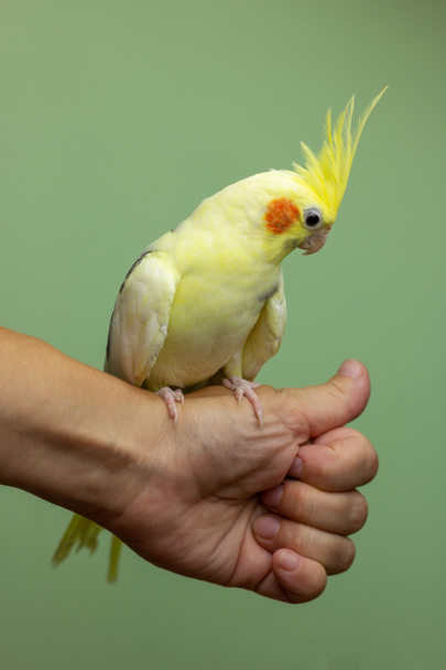 A sárga kakadu papagáj a kézen ül. Az állatgondozás fogalma. - Fotó, kép