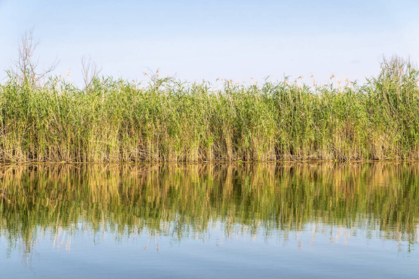Thickets of reeds on the swampy banks of a river in Louisiana, USA - Photo, Image