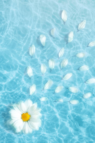 вид зверху Біла квітка ромашки, що плаває на поверхні води, тінь на синьому фоні
 - Фото, зображення