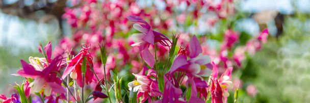 Close-up image of a beautiful spring flowering Aquilegia vulgaris red flower also known as a Columbine or Granny's bonnet - Photo, Image