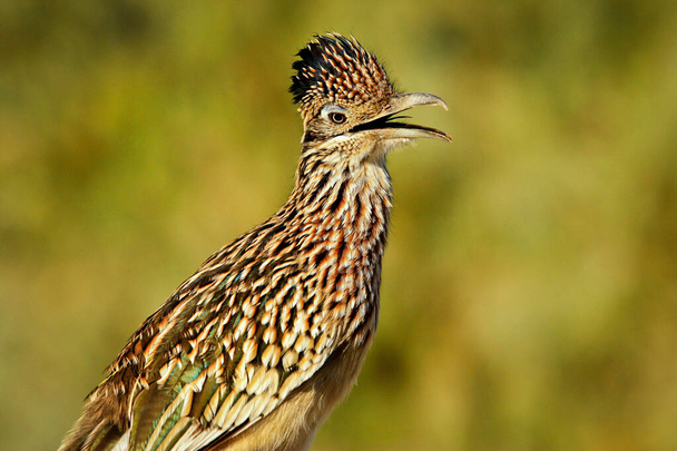 Цікавий птах Roadrunner у національному парку Долина Смерті (Каліфорнія, США). - Фото, зображення