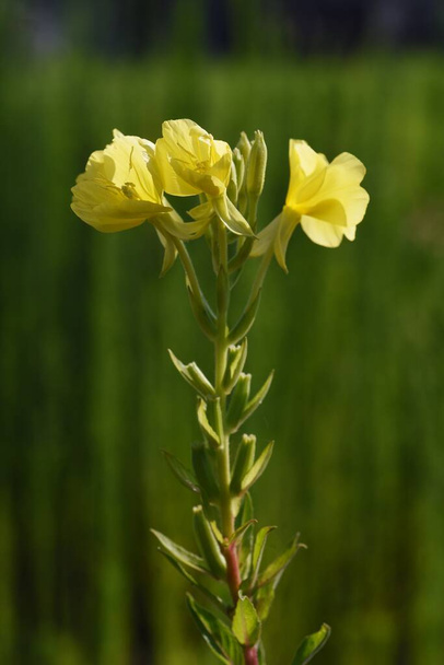  Evening primrose flowers. Onagraceae weed and wild vegetables medicinal plants. - Photo, Image