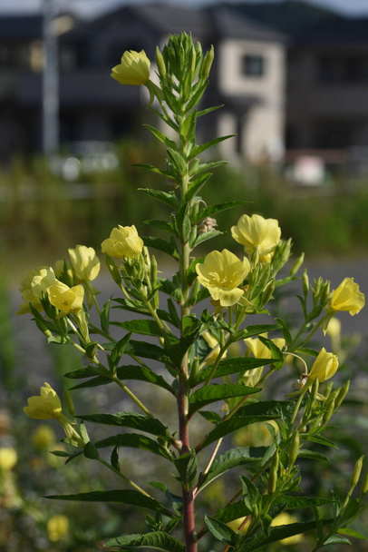  Evening primrose flowers. Onagraceae weed and wild vegetables medicinal plants. - Photo, Image