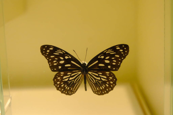 Magnífica y colorida mariposa dentro de la jaula - Foto, Imagen