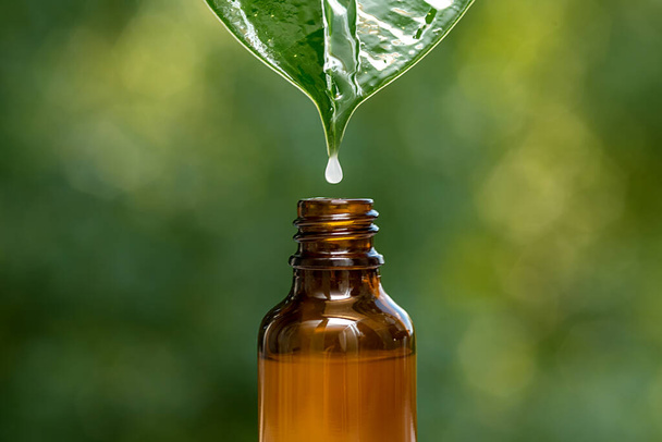 A drop of cosmetic oil hangs on a green leaf. Over the bottle. Summer on a green background. - Foto, afbeelding