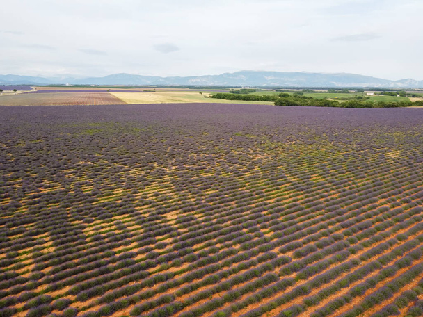 Destino turístico en el sur de Francia, vista aérea de coloridos campos aromáticos de lavanda y lavandina en flor en julio en la meseta Valensole, Provenza. - Foto, imagen