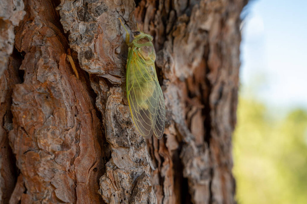 Provence 'ın sembolü, bir gün genç yeşil ağustos böceği ağaçta oturur. - Fotoğraf, Görsel