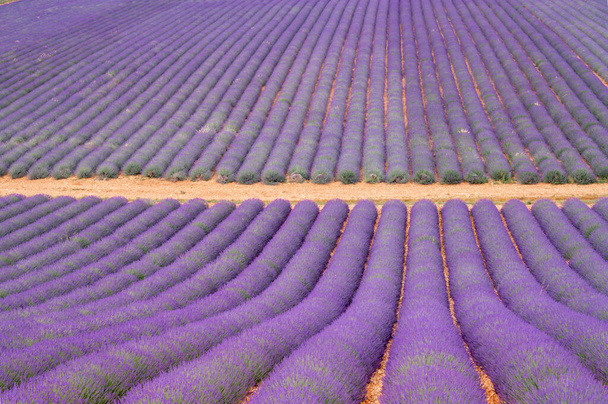 南フランスの観光地、 7月に花で色とりどりの芳香のあるラベンダーとラバンディンの畑｜Valensole, Provence. - 写真・画像