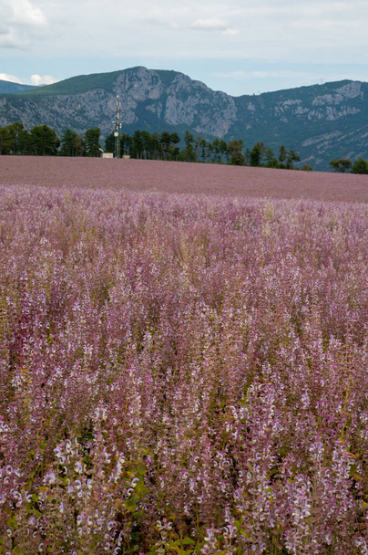 Cultivo de plantas medicinales aromáticas salvia o Salvia scarlea utilizadas en la industria de la perfurmeria en la meseta de Valensole en Provenza, Francia en verano - Foto, Imagen